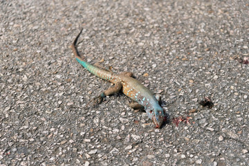 Dead lizard on the road roadkill