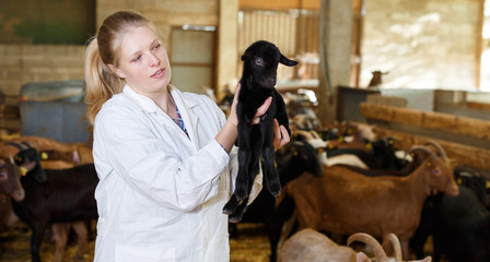 Veterinarian woman examines a goatlings on the farm