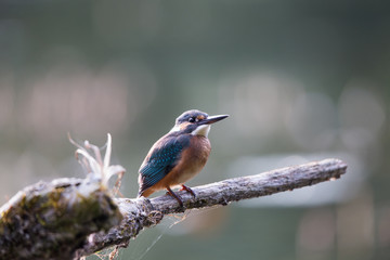 Fototapeta premium Kingfisher standing on branch