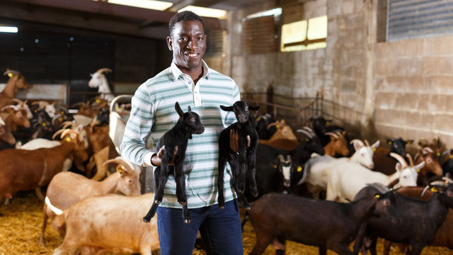 African American Owner Of Goat Farm With Little Goats