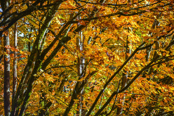 Maple Trees And Their Large Golden Red Orange Yellow Autumn Leaf Giving Fall Season Color To Pacific Northwest Forest Landscape, Washington, United States 