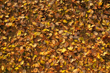 Background of texture of autumn foliage