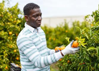 Male gathering harvest of mandarins © JackF