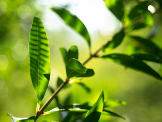 Obraz premium Green leaves of a plant are illuminated by the rays of the sun. Nature background