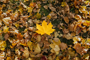 Yellow maple leaf in autumn foliage