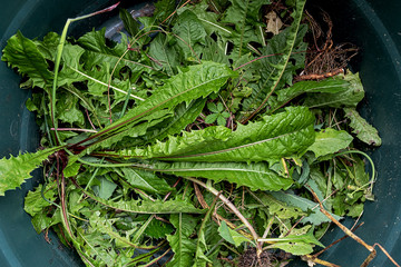 after work, a plastic bucket full of weeds, mainly dandelions