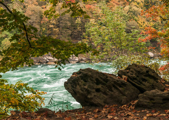 River and Autumn Forest