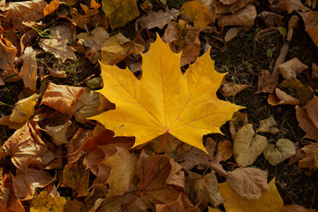 Yellow maple leaf in autumn foliage
