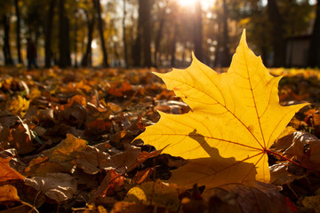 Yellow maple leaf in the sunlight