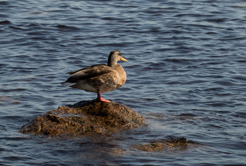 Duck on a stone in the Baltic Sea, Borholm