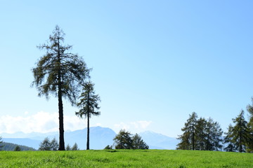 B&auml;ume und Wiese vor blauen Himmel und mit weiten Blick auf dahinterliegende Berge - Landschaft in S&uuml;dtirol - Salten - Jenesien