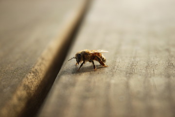 Bee on Porch