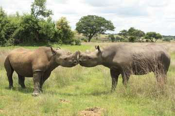 South Africa. Rino's kiss of love.