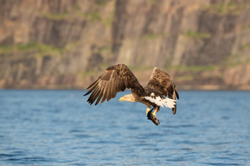 The White-tailed Eagle, Haliaeetus albicilla just has caught a fish from water, colorful environment of wildness. Also known as the Ern, Erne, Gray Eagle, Eurasian Sea Eagle. Nice summer background...