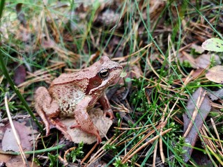 Frog in the forest
