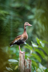 Dendrocygna autumnalis discolor, Black-bellied whistling duck The bird is perched on the branch in nice wildlife natural environment of Trinida and Tobago..