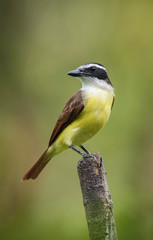 Fototapeta premium Pitangus sulphuratus,Great kiskadee The bird is perched on the branch in nice wildlife natural environment of Trinidad and Tobago..