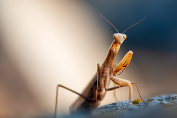 Macro Portrait of European Praying Mantis (Mantis religiosa)