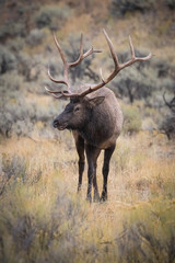 Cervus canadensis, Elk, Wapiti is standing in grass, in typical autumn environment, majestic animal proudly wearing his antlers, ready to fight for an ovulating hind,Yellowstone,USA