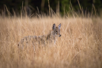 Canis latrans, Coyote is trying to catch the mouse, walking is the dry grass in the Yellowstone National Park, USA