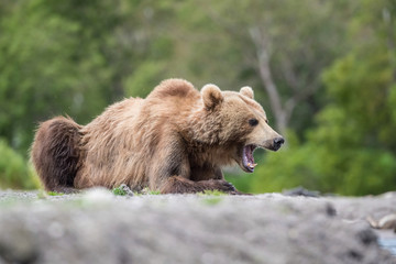 The Kamchatka brown bear, Ursus arctos beringianus catches salmons at Kuril Lake in Kamchatka, running in the water, action picture