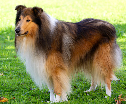 6-j&auml;hriger dark-sable Collie-R&uuml;de
