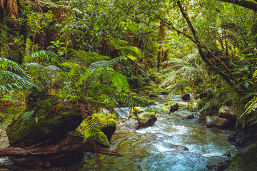 Whirinaki Forest Park, New Zealand 