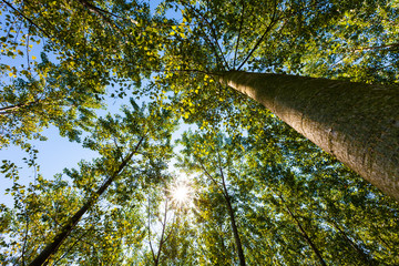 Fototapeta premium The natural park of river Sile