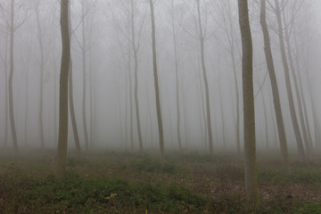 Obraz premium The natural park of river Sile