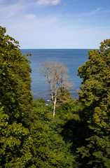 tree on hill, dead tree in the midst of live trees on the island of Bornholm