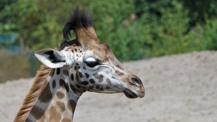 Rothschild's giraffe calf portrait