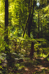Whirinaki Forest Park, New Zealand 
