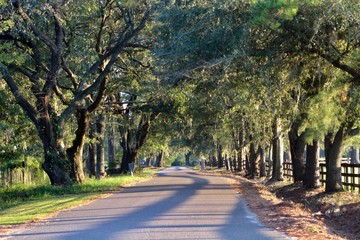 Tree Lined Southern Road