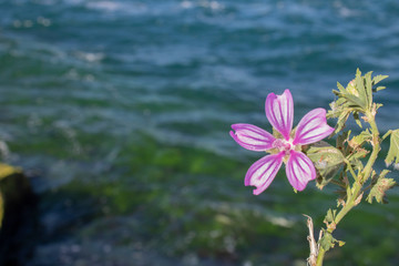 Close-up of one Malva pusilla flower. Sea and blurred background.