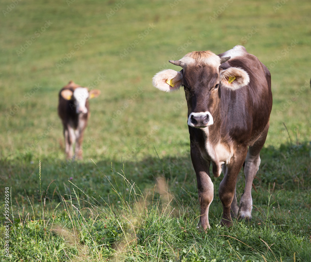 Poster brown swiss cows on meadow