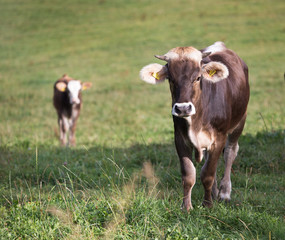 Brown swiss cows on meadow