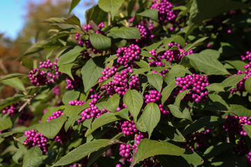 Bodiniers beautyberry callicarpa bodinieri with lilac, purple berries