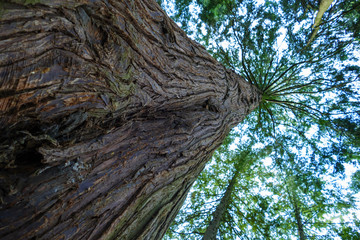 gigantische Douglasie mit hochgewachsenen Trieben