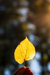  Herbstblatt im Sonnenlicht in Hand gehalten. Hand holding autumn colorful bright leave. Fall...