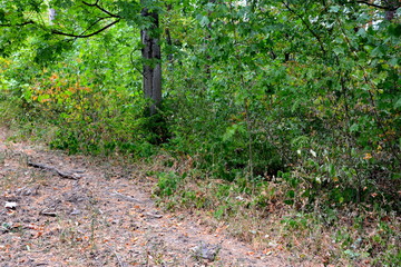 Landscape in the forests of Transylvania, Romania. Green landscape in the midsummer, in a sunny day