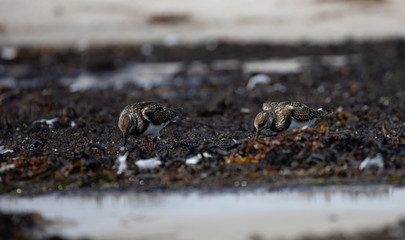 birds on the beach, Ruddy Turnstone (Arenaria interpres),Dueodde Fyr, Bornholm, Denmark 