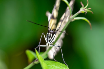  Large tree nymph butterfly, black and white tropical butterfly