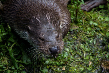 otter