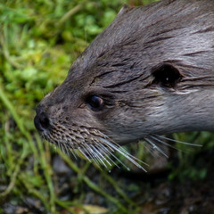 otter