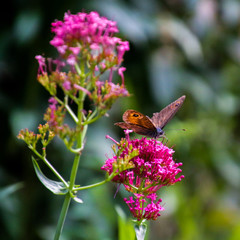 butterfly on flower