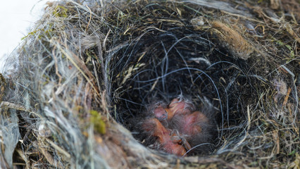 Fragile and helpless newborn baby birds sleeping in the straw nest. Baby birds on the tree. Birds birth and new life beginning concept