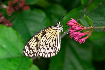  Large tree nymph butterfly, black and white tropical butterfly