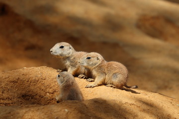 Three young black-tailed prairie dogs (Cynomys ludovicianus) sitting around burrow. Wildlife scene. Habitat North America.