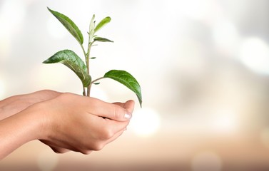 Green Growing Plant in Human Hand on beautiful natural background