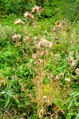 Forest Codlea. Typical landscape in Transylvania, Romania. Green landscape in the midsummer, in a sunny day
